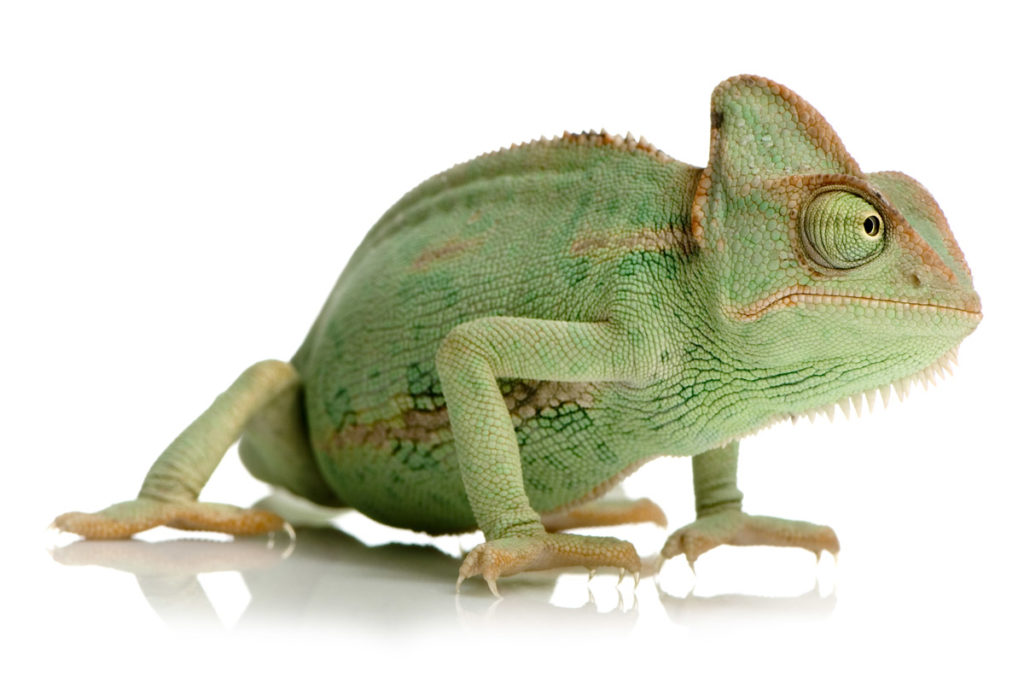 chamaeleo calyptratus, chameleon jemenský