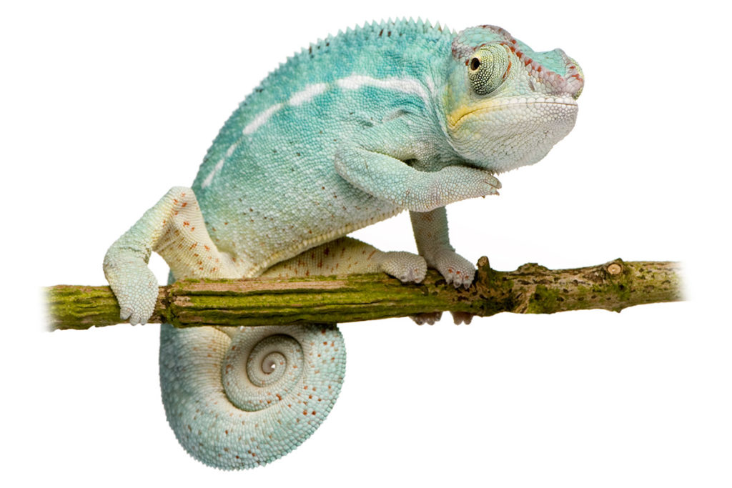 furcifer pardalis, chameleon pardálí